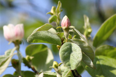 Cydonia oblonga 'Vranja'