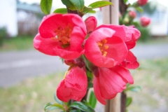 Photo de Chaenomeles speciosa 'Rubra'