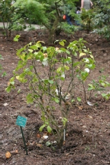 Camellia japonica 'Leucantha'