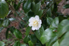 Camelia, Camelia 'mr paugam'