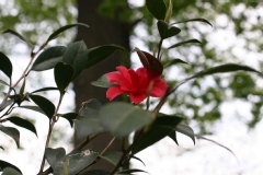 Camelia, Camelia 'freedom bells'