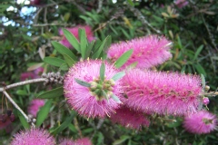 Goupillon, Rince bouteille, Callistème, Callistemon