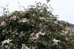 Clematis montana 'Tetrarose'