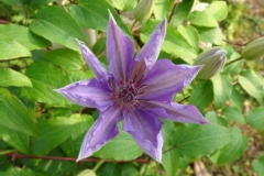 Clematis patens