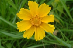 Coreopsis lanceolata