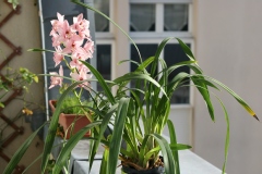 Cymbidium Pretty Pink