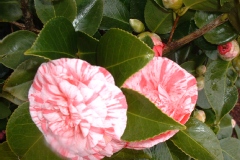 Camellia japonica 'Comte de Gomer'