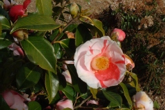 Camellia japonica 'Tricolor'