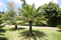 Palmier fougère, Sagou, Sagou de l'inde orientale, Cycas enroulé