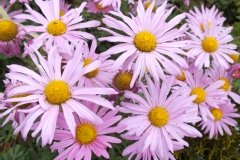 Marguerite d'automne 'clara curtis'