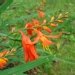 Montbrétia, Tritona, Crocosmia