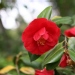 Camellia japonica 'Grand Prix'