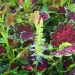 Coliole, Solenostemon, Coleus