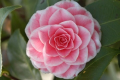 Camelia, Camelia 'tom pouce'