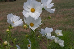 Cosmos 'sensation blanc'