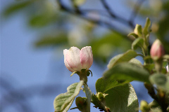 Cydonia oblonga 'Vranja'