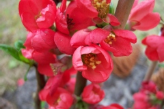 Chaenomeles speciosa 'Rubra'