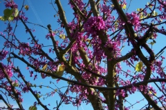 Photo de Cercis siliquastrum