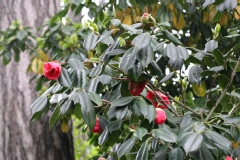 Camelia, Camelia 'drama girl'