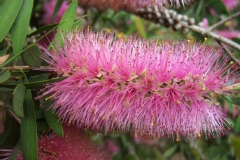 Goupillon, Rince bouteille, Callistème, Callistemon