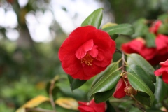 Camelia 'grand prix', Camelia