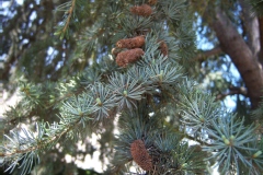 Cedrus atlantica 'Glauca'