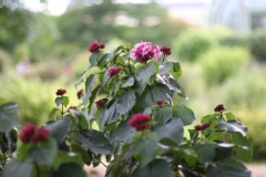 Clerodendrum bungei