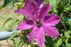 Clematis 'Corona'