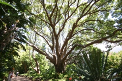 Cinnamomum camphora