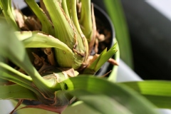 Cymbidium Pretty Pink