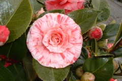 Camellia japonica 'Comte de Gomer'