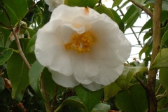 Camellia japonica 'Magnoliflora Alba'