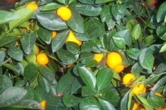 Calamondin