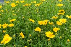 Coreopsis à feuilles lancéolées 'baby gold', Oeil de jeune fille