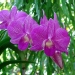 Dendrobium phalaenopsis - 