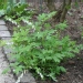 Dicentra spectabilis 'Alba'