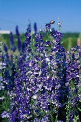 Dauphinelle 'pacific giant', Delphinium 'pacific giant', Pied d'alouette 'pacific giant'