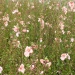 Diascia 'Salmon Supreme'