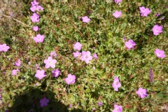 Diascia vigilis