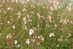 Diascia 'salmon supreme'