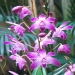 Dendrobium kingianum - 