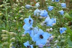 Pied d'alouette, Delphinium 'summer skies', Dauphinelle