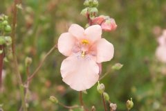 Diascia 'salmon supreme'