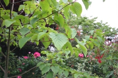 Davidia involucrata