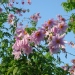 Dahlia imperialis - Dahlia