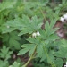 Dicentra spectabilis 'Alba'