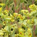 Euphorbia 'Ascot Rainbow'