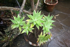 Echium candicans