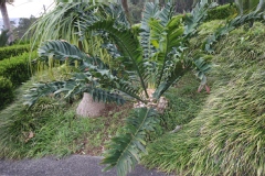 Encephalartos latifrons