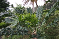 Encephalartos latifrons